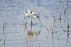 Avocette ÃÂ©lÃÂ©gante ÃÂ  la recherche de nourriture dans les marais photo